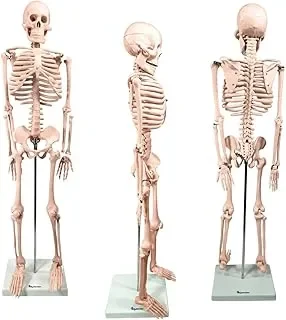 Melhor Esqueleto Humano Anatômico em 2026: Guia Completo