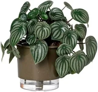 Melhor Vaso Autoirrigável em 2026: 5 Opções para Plantas Sempre Hidratadas