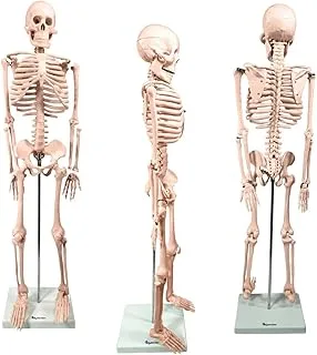 Esqueleto Humano 4D Anatomy 85 cm