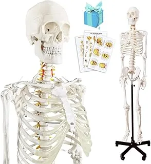 Modelo Esqueleto Tamanho Real 179 cm
