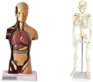 Kit Esqueleto 45 cm + Torso Humano