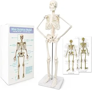 Modelo de Esqueleto Humano 45 cm