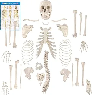 Esqueleto Desarticulado Houseables