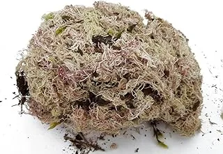 Musgo Esfagno Seco 3L