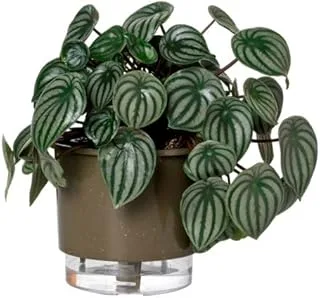 Vaso Autoirrigável Raiz Terrazzo Médio