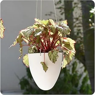 Cachepot Suspenso Egg